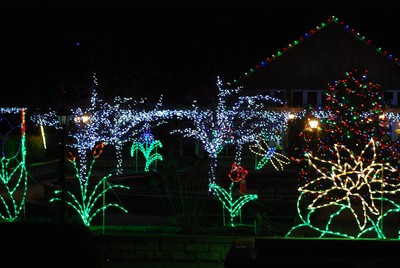Holiday Lights in Bloom at the County Arboretum.