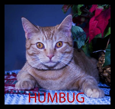 Humbug.  Photo by Tom Doyle.