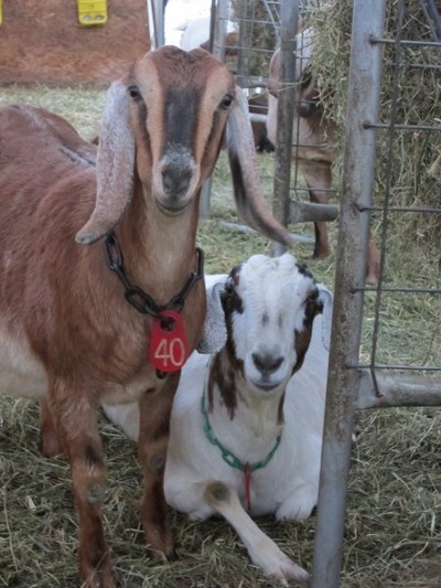 A couple of goats posed for a photo recently.