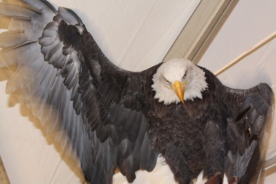 Benson the Bald Eagle. Photo by Maureen Moore.