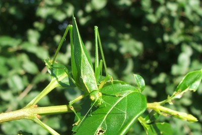 Katydid. Photo by Pam Golben.
