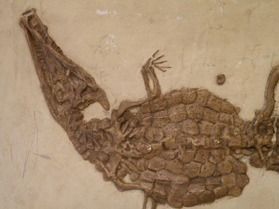 Observe fossils such as the Fossilized Crocodilian on Saturday, August 17 at 10 a.m. photo by Judy Onufer.