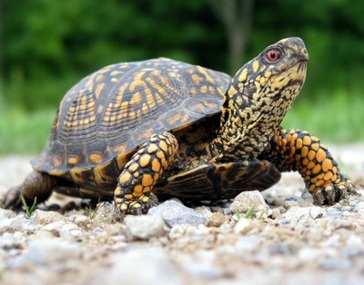 Photo by Pam Golben. Meet live turtles and learn why turtles face many challenges to their existence at the Hudson Highlands Nature Museum in Cornwall on Saturday, June 1 at 10 a.m. 