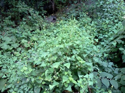 photo from Barbara Farabaugh. Mile a Minute Weed
