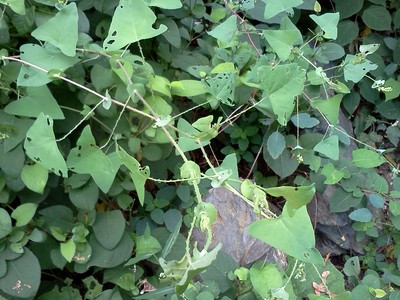 photo from Barbara Farabaugh. Mile a Minute Weed close up.