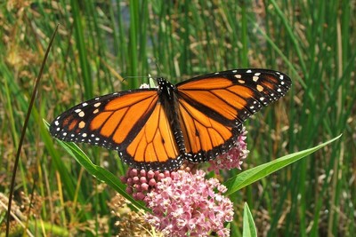 Photos by Pam Golben.Learn about the Majestic Monarch on Saturday, September 14 ? 10 a.m. at the Outdoor Discovery Center. 