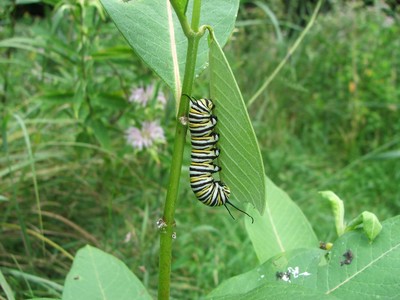 Photos by Pam Golben. Learn about the Majestic Monarch on Saturday, September 14 ? 10 a.m. at the Outdoor Discovery Center. 