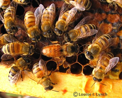 Honey Festival at the Hudson Highlands Nature Museum's Wildlife Education Center on Saturday, September 22 from 10 a.m.- 4 p.m. Photo by Louise Lynch