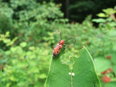 The Milkweed Bug. Photos by Pam Golben. Come learn about local insects at the Hudson Highlands Nature Museum on Sunday, September 30 at 10 a.m.
