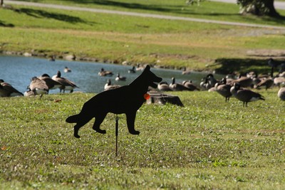 Photo by Maureen Moore. Shadow Dogs at Ring's Pond