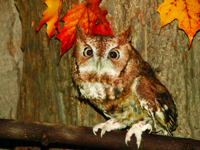 Come for Owl Prowl on Friday, February 1 from 7 p.m.-9.p.m. at the Hudson Highlands Nature Museum?s Wildlife Education Center or Saturday, February 2 from 7 p.m. to 9 p.m. at the Outdoor Discovery Center.
