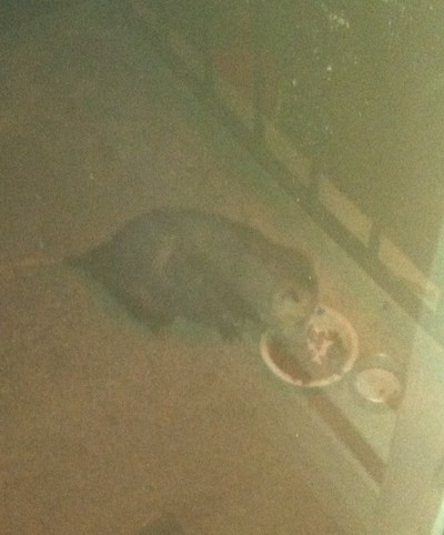 Photo by Jim Lennon. Possum.