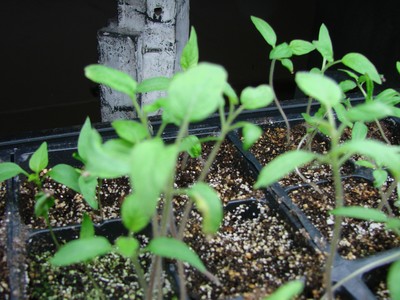 Three-week old tomato seedlings