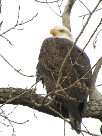Photo by Maureen Moore. Eagle on 9W