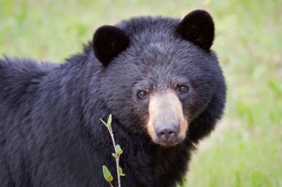 Learn all about Black Bears at the Hudson Highlands Nature Museum. Photo provided.