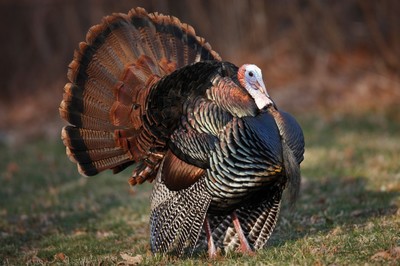 Learn all about wild turkeys on Saturday, November 17 - 10a.m. at the Hudson Highlands Nature Museum. Photo provided.