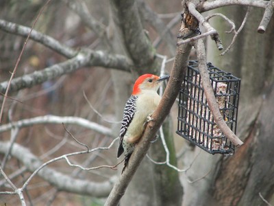 Learn to identify Winter Birds at your outdoor feeder on Saturday, January 5- 10 a.m. at the Outdoor Discovery Center. Photo provided.