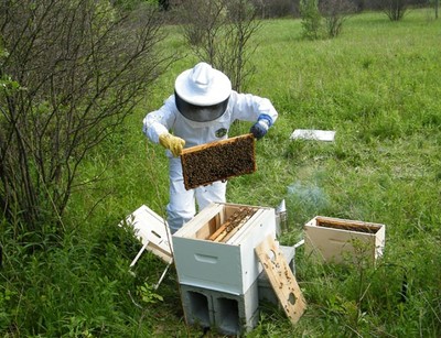 Learn the Basics of Beekeeping at the Hudson Highlands Nature Museum