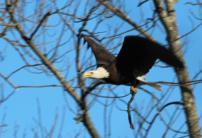 Photo by Maureen Moore. Eagle in tree.