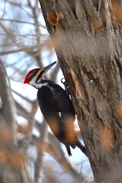 Photo by Wendy Bogart. Pileated Woodpecker.