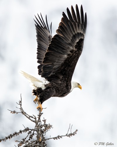 Peter Geller. Majestic Wings.