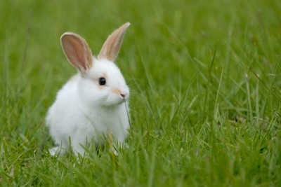 Meet and learn about rabbits at the Hudson Highlands Nature Museum's Rabbit program - 10 a.m. on Saturday, March 30 at the Outdoor Discovery Center. Contributed photo.