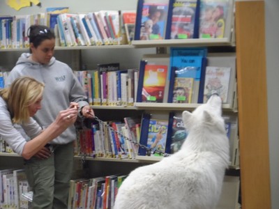 ATKA the Arctic Wolf browses the selection of books available in the Cornwall Library Children's Room 