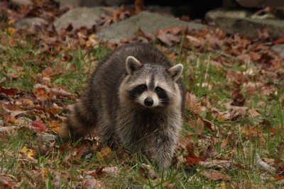 Learn about the Raccoon on Sunday, April 21st 10 a.m. at the Hudson Highlands Nature Museum in Cornwall. Photo by Maureen Moore.
