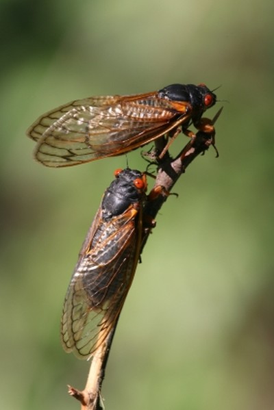 Learn about Cicadas on Saturday, May 11,  10 a.m. at the Hudson Highlands Nature Museum in Cornwall. Contributed photo.