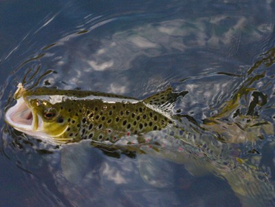 Black Rock Fishing Derby