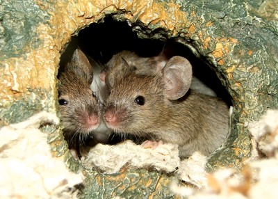 What clues did these mice leave? Find out at the Hudson Highlands Nature Museum in Cornwall. Photo by Pam Golben.