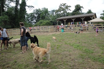 The Cornwall Bark Park on Opening Day in August 2012