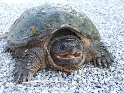 Meet a live snapping turtle at the Hudson Highlands Nature Museum on Saturday, August 10 at 10 a.m. Learn about this ancient reptile. Photo by Pam Golben.