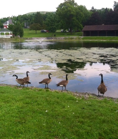 Photo by Jim Lennon. New geese at Ring's Pond July 26, 2013.