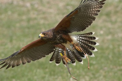 See a variety of raptors on Saturday, August 24 at 10 a.m. at the Hudson Highlands Nature Museum. Contributed photo.
