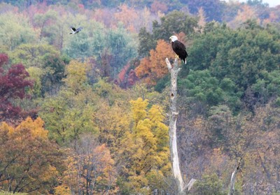 Photo by Maureen Moore. Bald eagle.