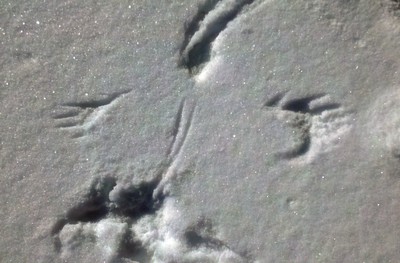 Come find out what animal left this track behind on Saturday, January 18 th 10 a.m. at the Hudson Highlands Nature Museum. Photo by Andrew Revkin