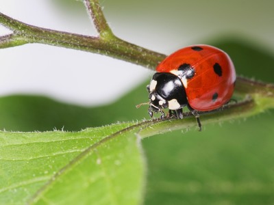 Learn about ladybugs at the Hudson Highlands Nature Museum on Sunday, May 4 at 10 a.m. photo provided.