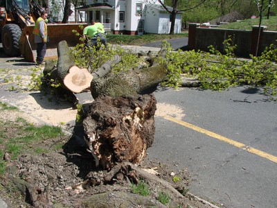The tree fell across Hudson Street