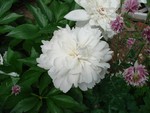 The white peonies are lush and graceful