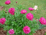 These hot pink peonies are statuesque