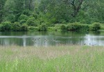 The geese enjoy Goose Pond