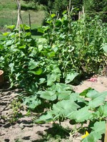 Tomato plants on right, cukes and squash on left