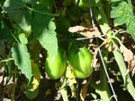 San Marzano plum tomatoes on the vine