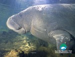 A Manatee in the Hudson?