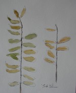 She painted this watercolor of honey locust leaves recently