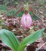 Pink Lady's Slipper