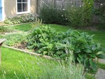 Comfrey, catnip and chocolate mint