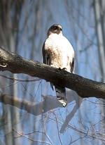 A Cooper Hawk by Laura Soles