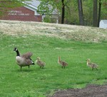 Baby geese in the park.